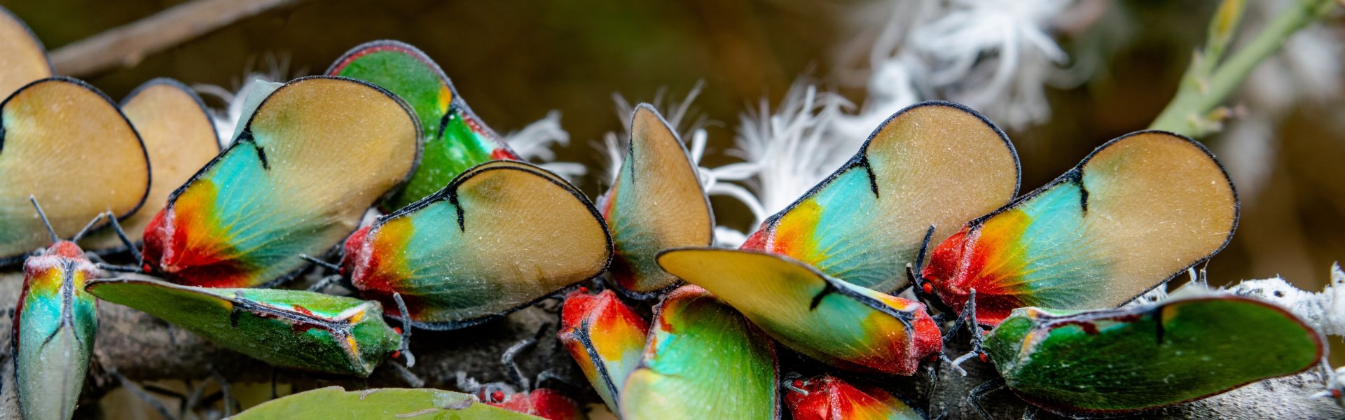 Tropisch gekleurde vlinders - cc imsogabriel pixabay butterfly 5105982